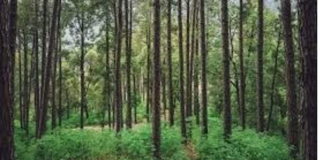 Billions Lost in Balochistan's Ten Billion Tree Tsunami Project