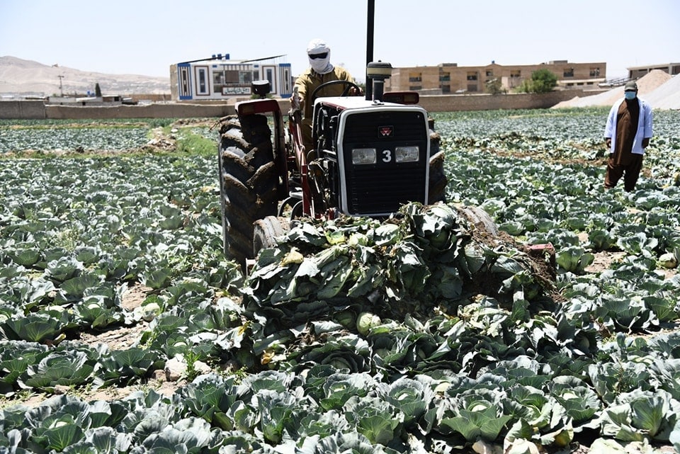 BFA launches crackdown on contaminated crops