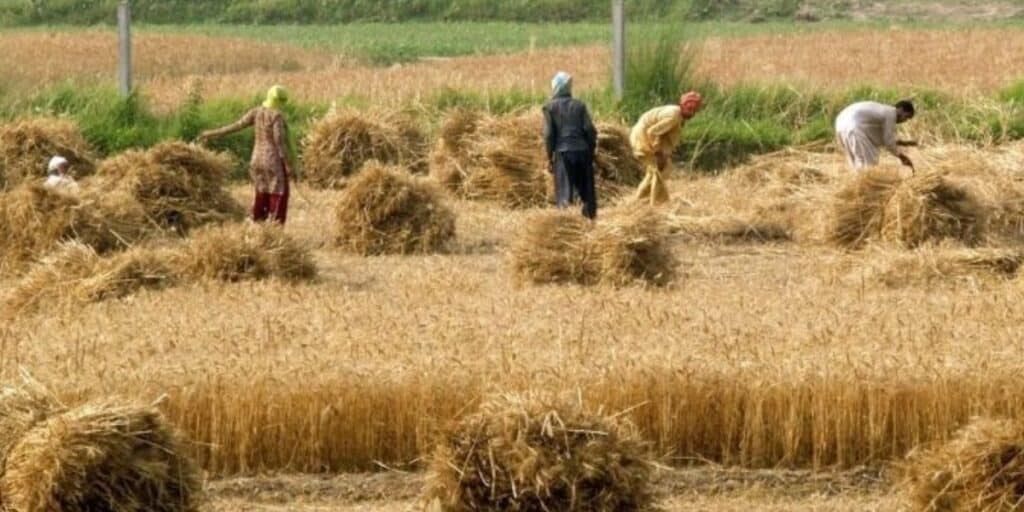 Massive Wheat Scam Uncovered in Balochistan’s Food Department