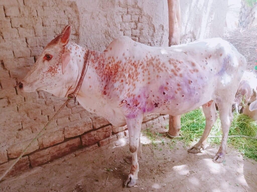 CM Bugti allocates Rs 150 million to protect livestock from Lumpy skin disease