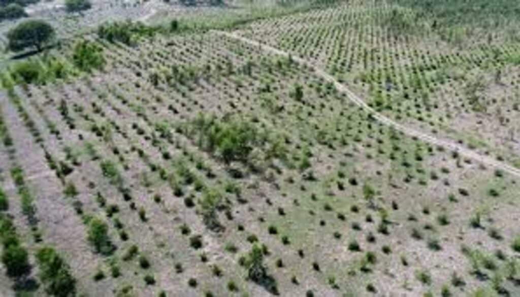 Audit Uncover Major Financial Irregularities in Balochistan’s Ten Billion Tree Tsunami Program