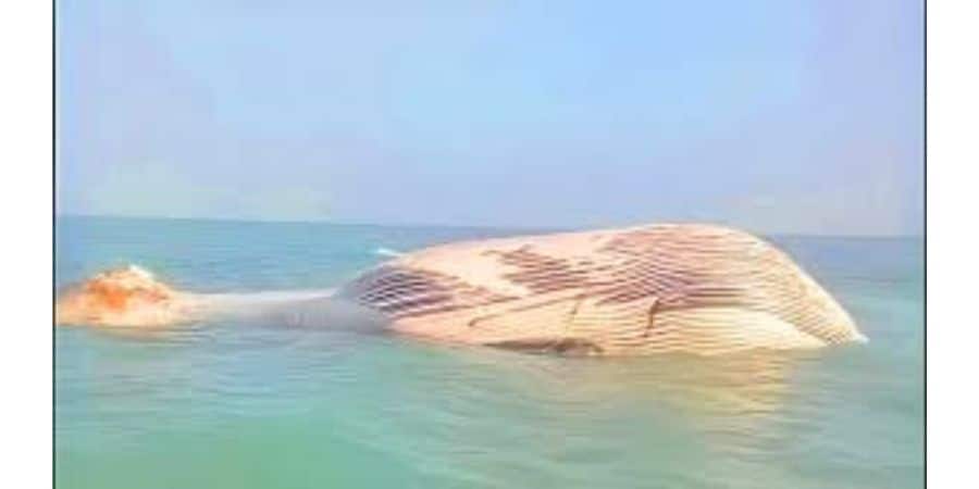 Dead 35-foot Blue whale discovered in Balochistan waters