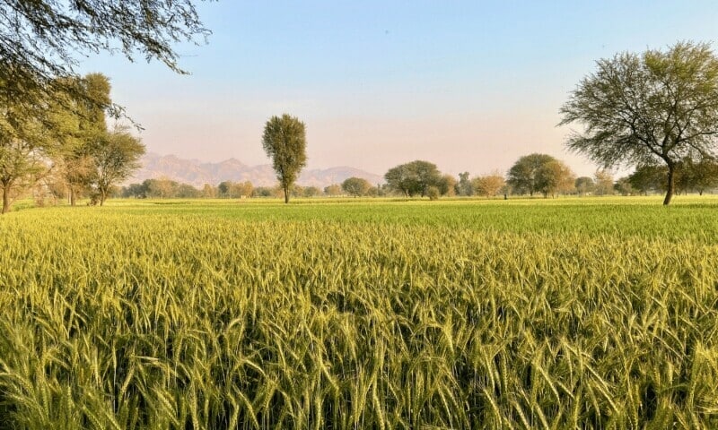 Awaran's fields bloom with hope: Cotton cultivation symbolizes peace