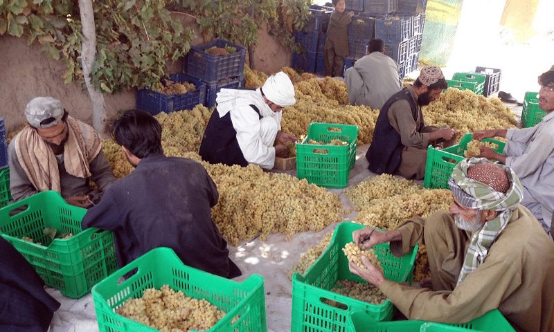Why are Balochistan’s farmers protesting the Pak-Afghan Agri Deal?