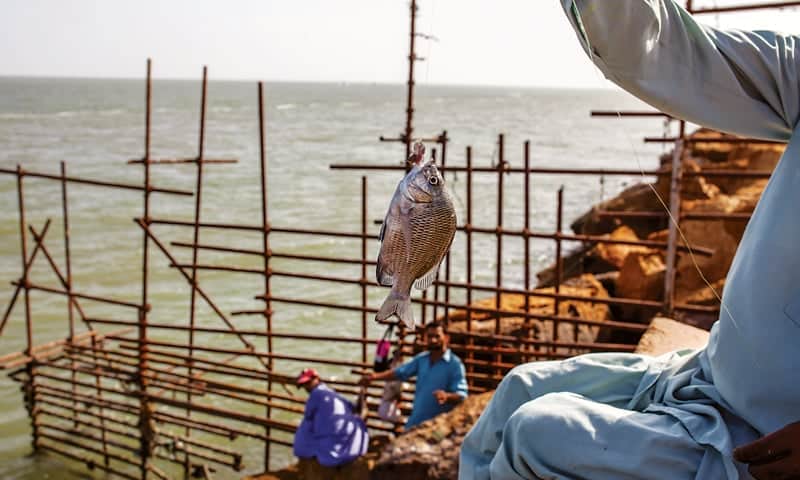 Non-local activities threaten marine life and livelihoods in coastal Balochistan