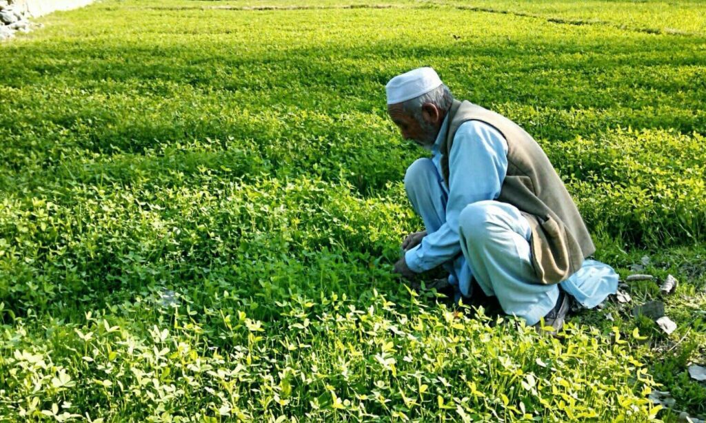 KIP chairman urges government to support farmers in Nasirabad