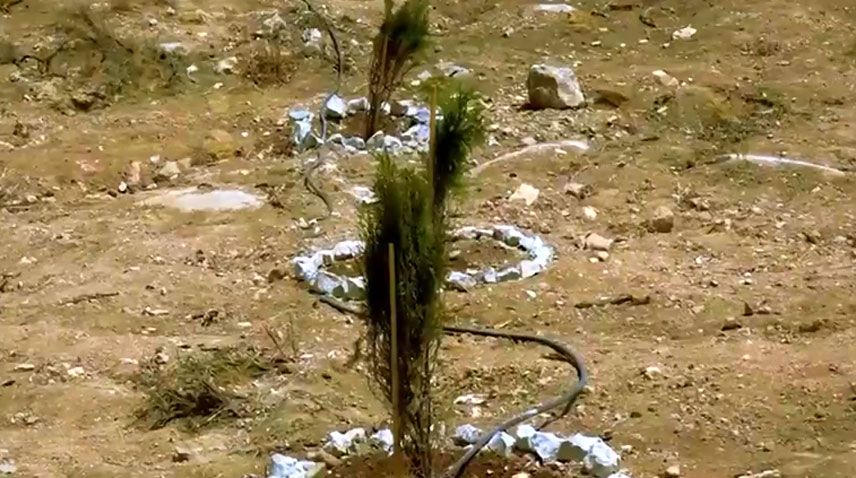 4,000 saplings planted to kickstart ‘Let’s Make Quetta Green’ drive