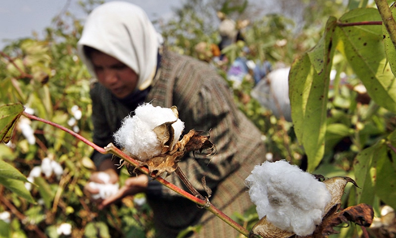 Cotton cultivation flourishing in Nushki