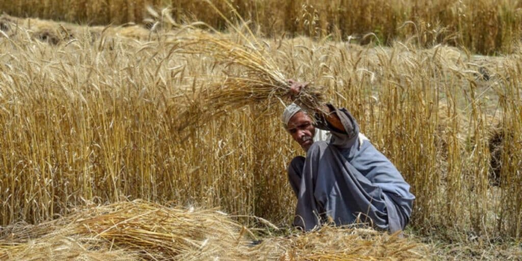 Balochistan's cropped area surges to 9.4 million acres in 2024 census