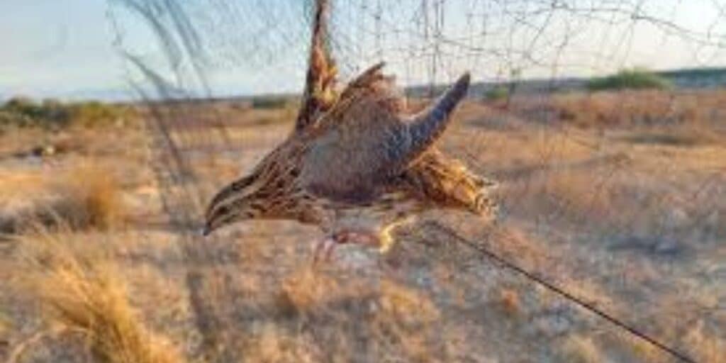 Hundreds of quails rescued in anti-poaching operation in Kohlu