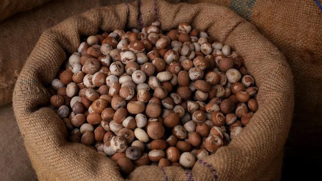 FC Kalat Scouts seize and destroy massive Betel Nut stash