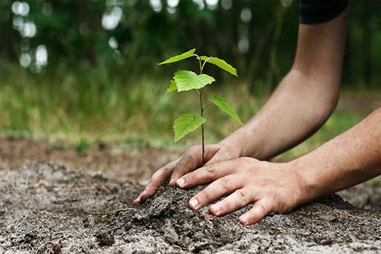 Balochistan launches province-wide tree plantation drive from Kalat