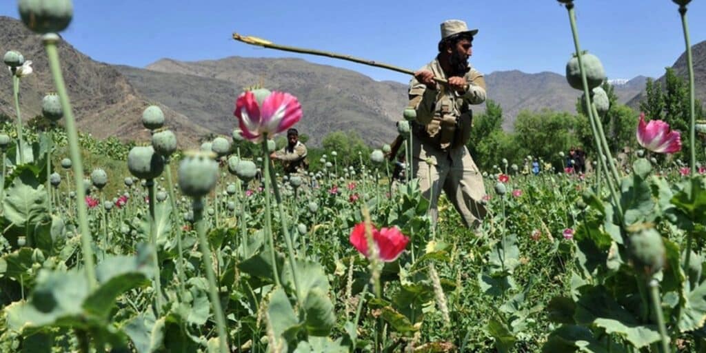 ANF destroys 570 acres of illicit crop