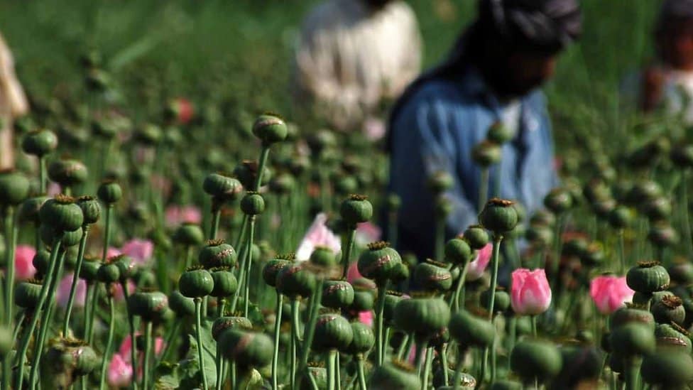 Balochistan launches anti-drugs drive on Field Marshal Asim Munir’s orders