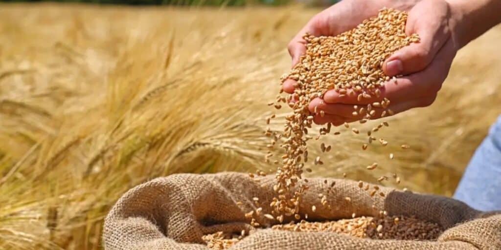 Balochistan demands removal of ban on wheat supply