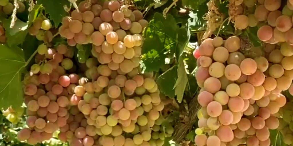Balochistan adopts drip irrigation to fight drought