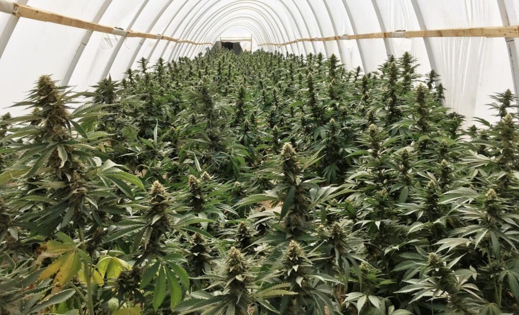 Kalat administration destroys 32 acres of illegal Cannabis in major raid
