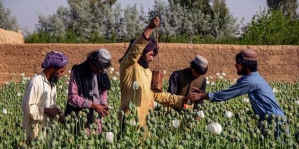 Poppy seed transport and trade banned in Balochistan