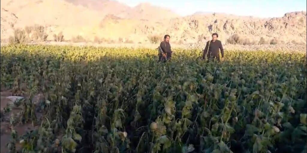 Duki Officials Ordered to Act Against Illegal Poppy and Unregistered Afghans