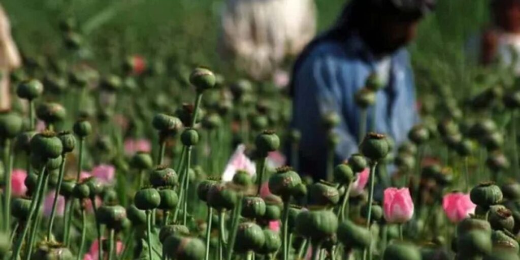 75 Landlords listed for Poppy cultivation