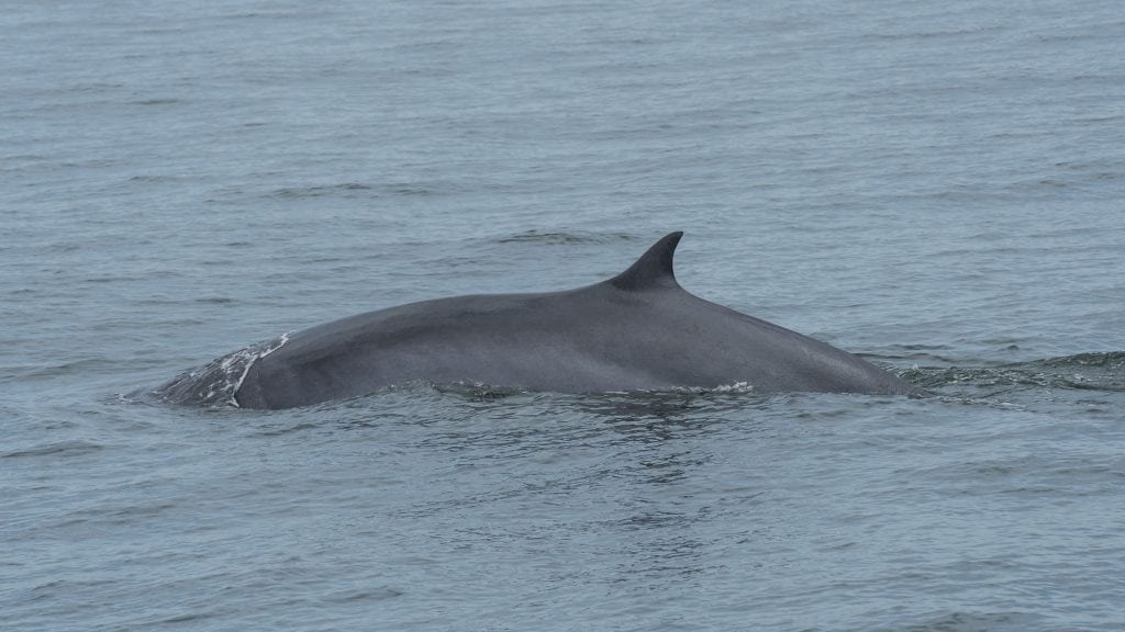 four Bryde's whales have been spotted off the coast of Gwadar, according to WWF Pakistan.