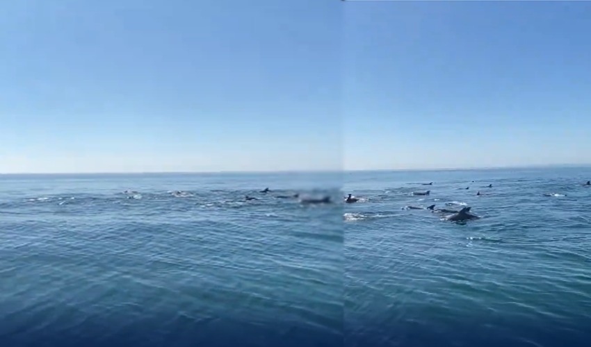 Spinner Dolphins on the Gwadar coast fascinate the viewers