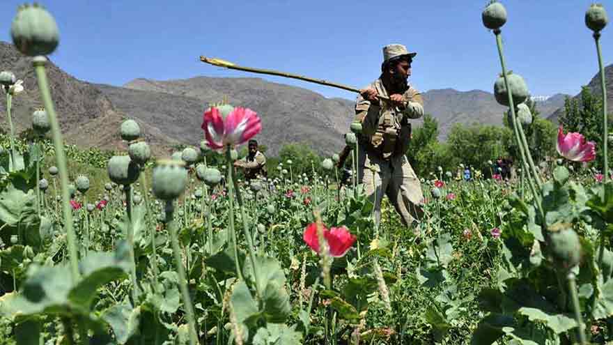 Balochistan administration conducts successful anti-narcotics and illegal cultivation operations in Luni