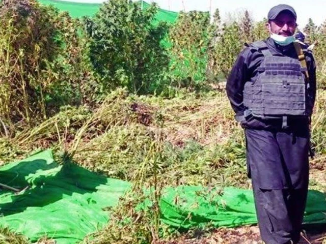 Balochistan destroys over 2,000 acres of illegal cannabis crops