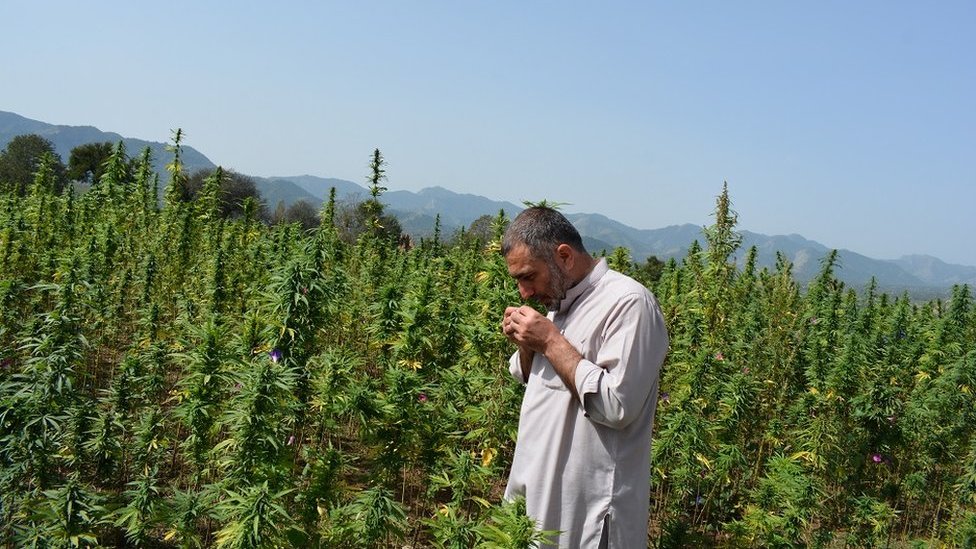 KP Moves to Regulate Hashish, Cannabis Industry