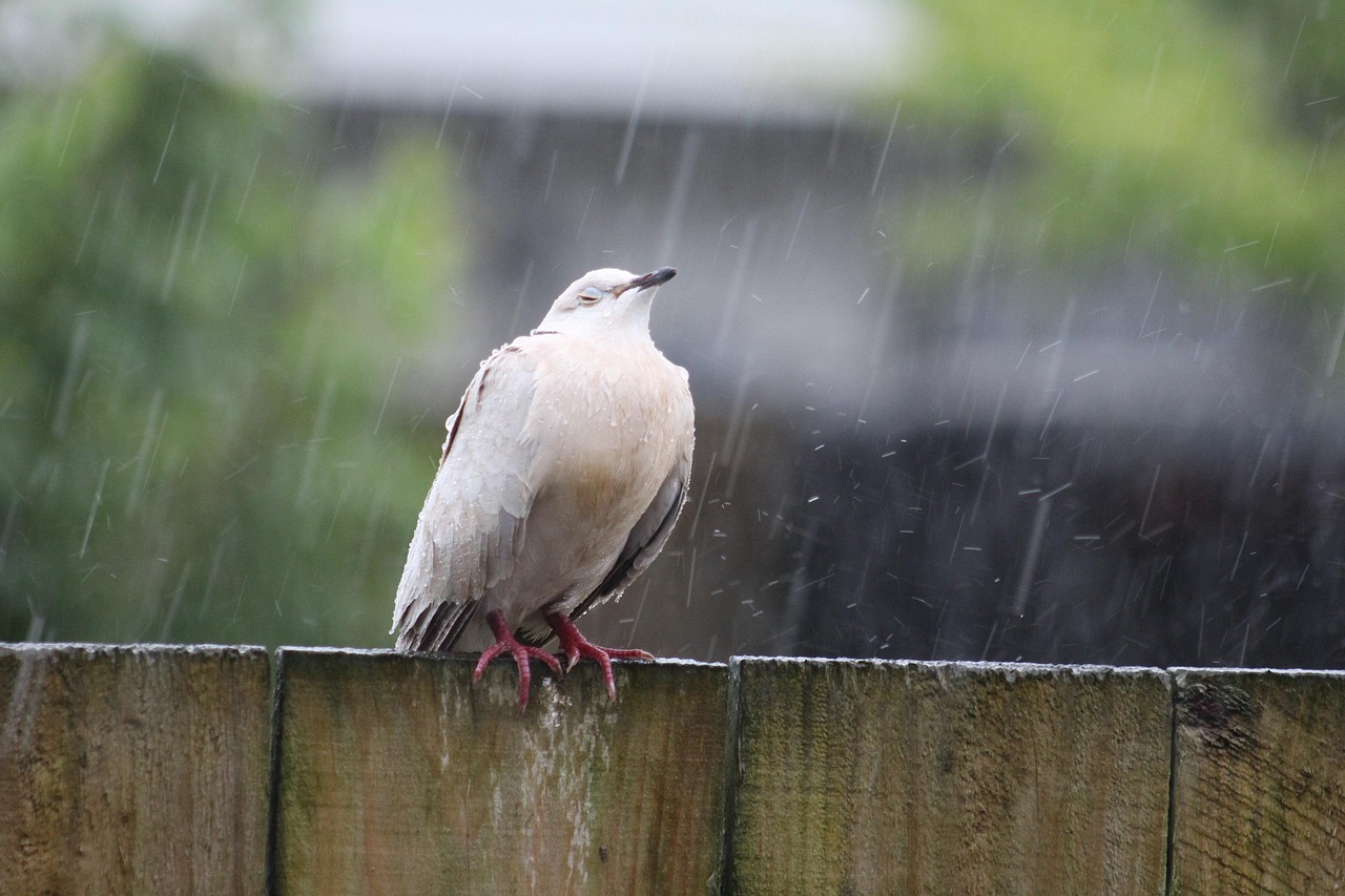 bird, nature, dove, rain worshipping, rain, fence, wet, winter