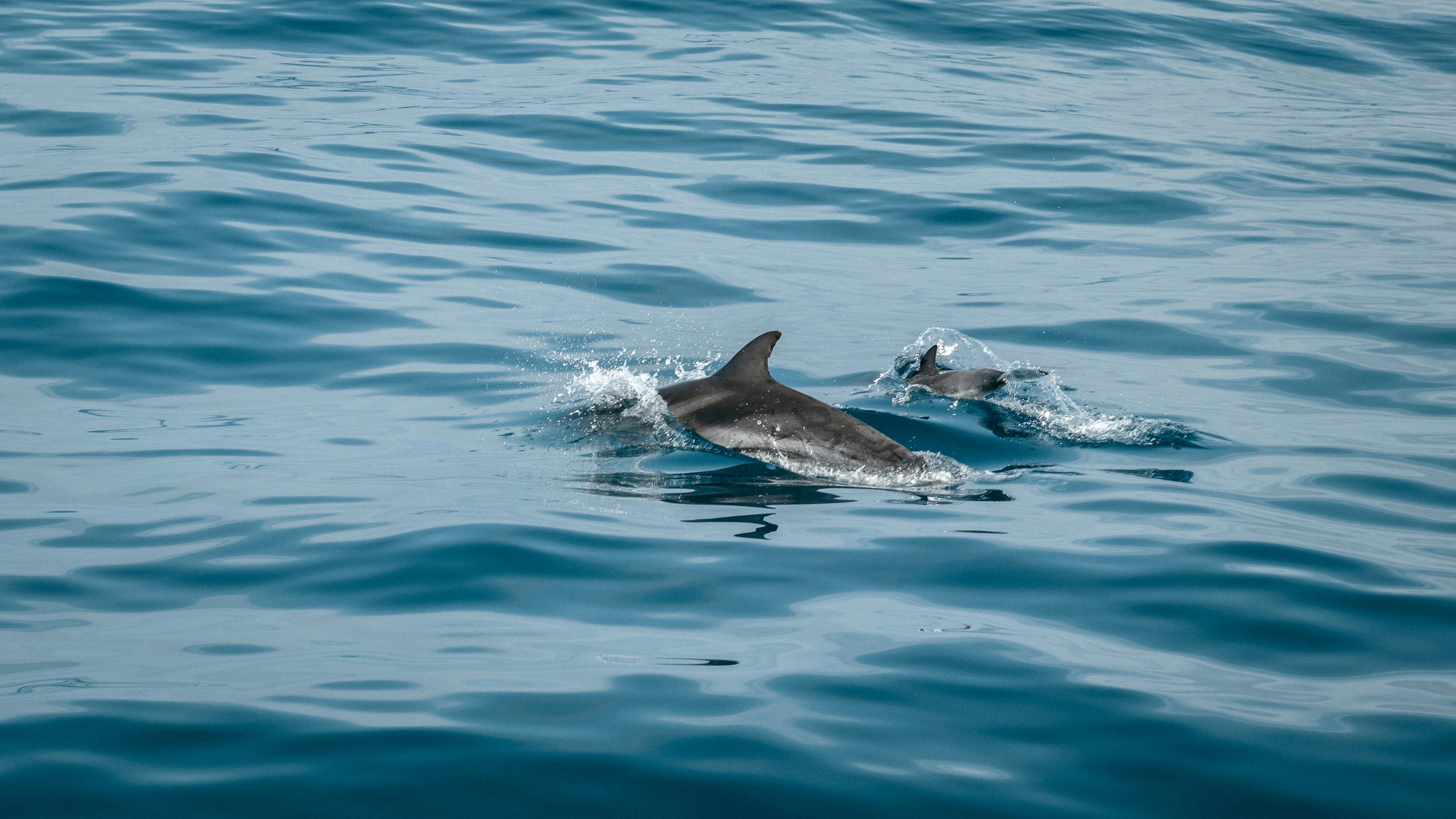 A rare group of dolphins was sighted swimming in the waters off Gwadar's Koh Mahdi coast on Monday, captivating onlookers as they moved in pursuit of food.