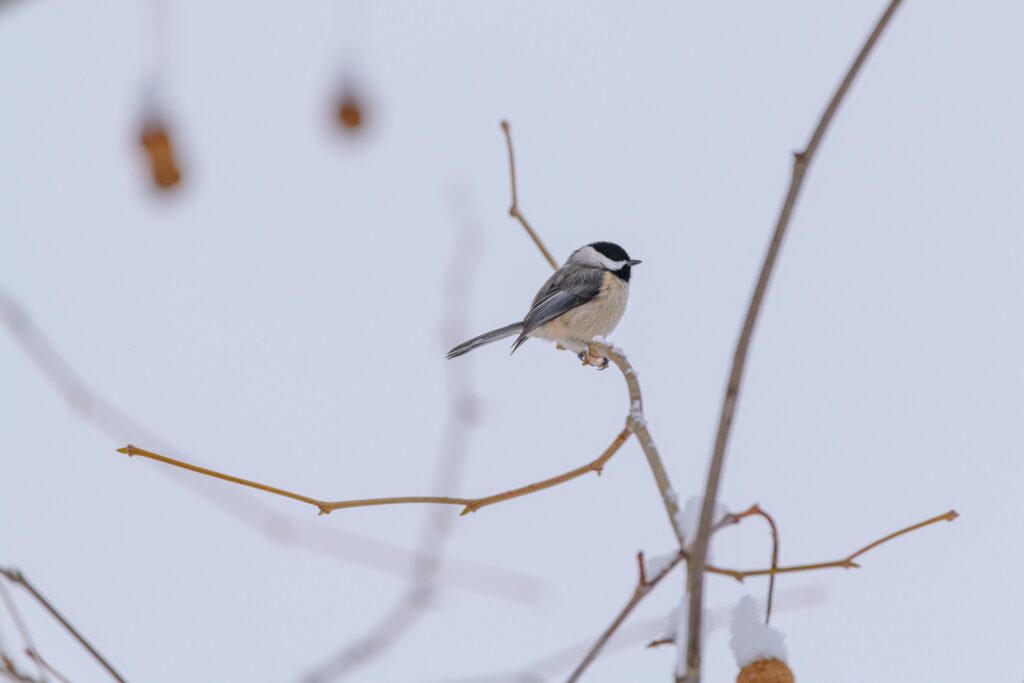 Free stock photo of birds, cardinal, chickadee