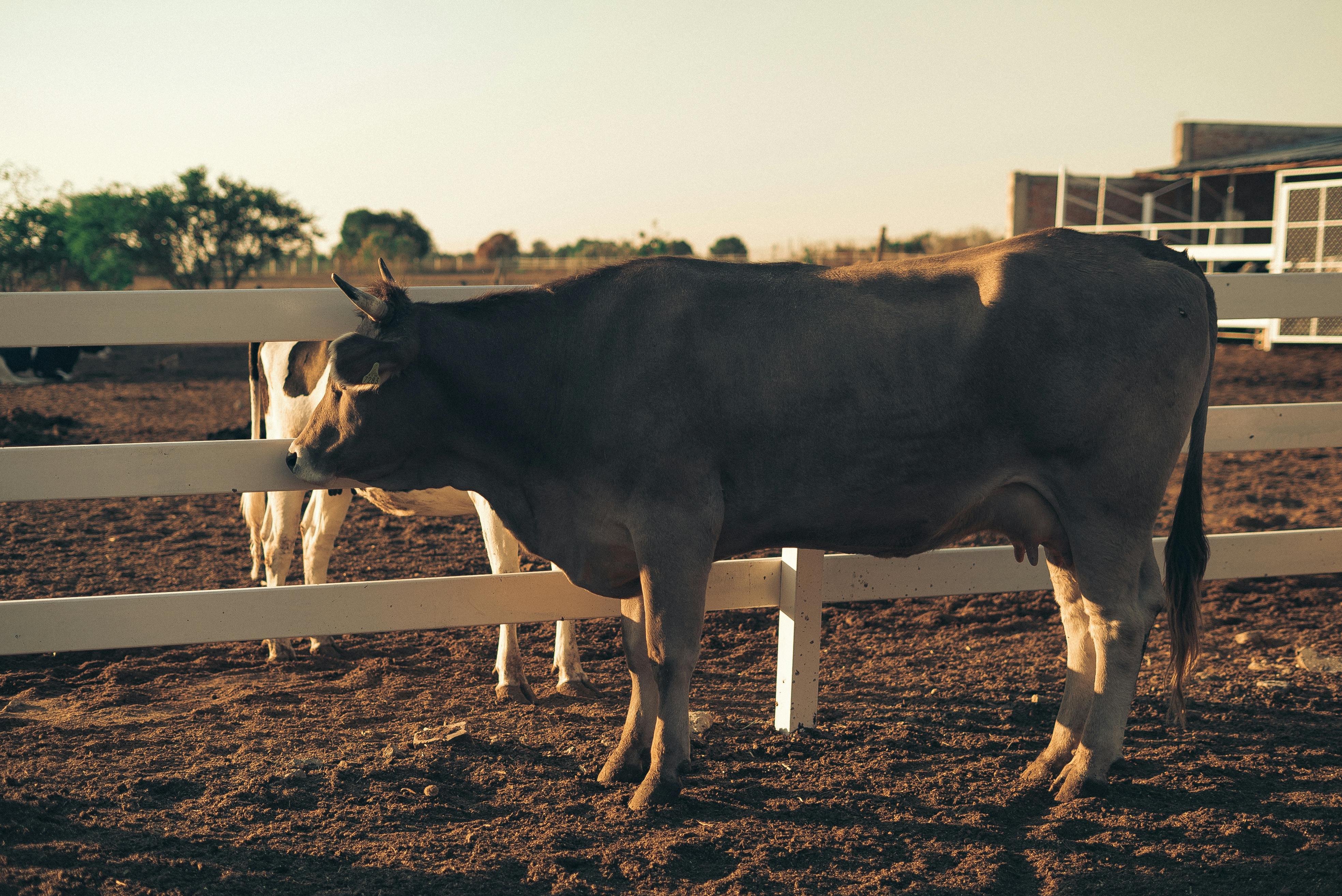 A peaceful scene of cattle grazing by a fence on a sunny ranch day, surrounded by rural beauty.
