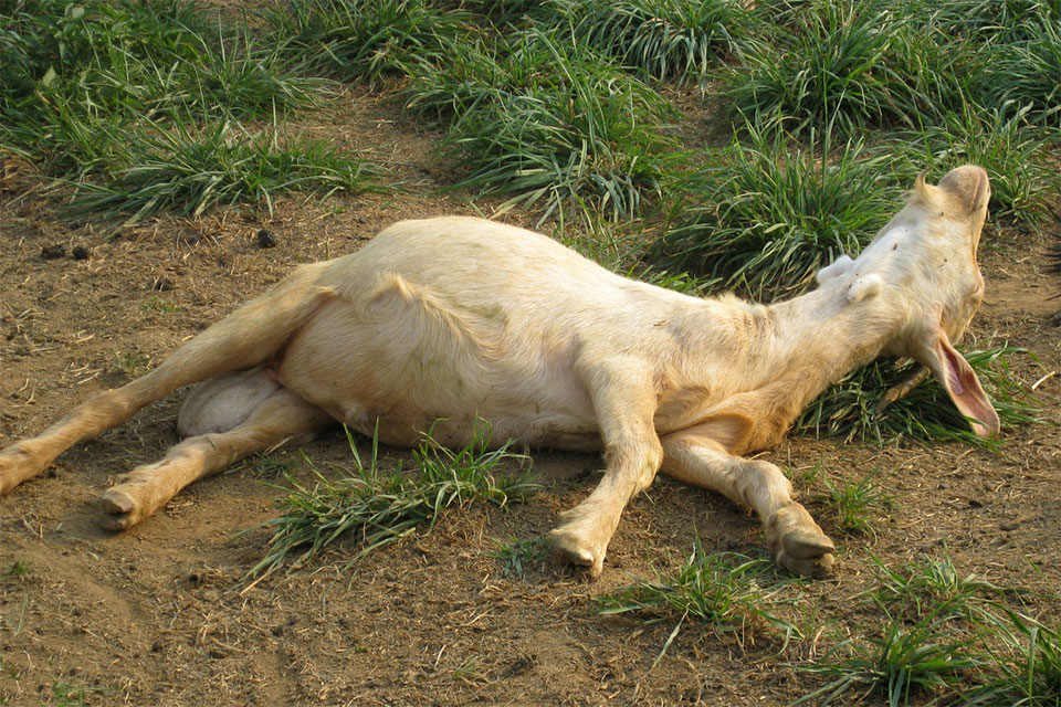 Contangious disease killed millions of goats in Lasbela