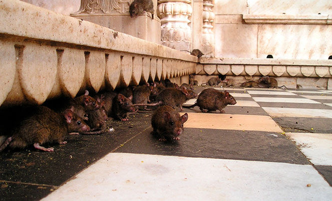 Rats ate 200 Kg of Hashish, the alleged released