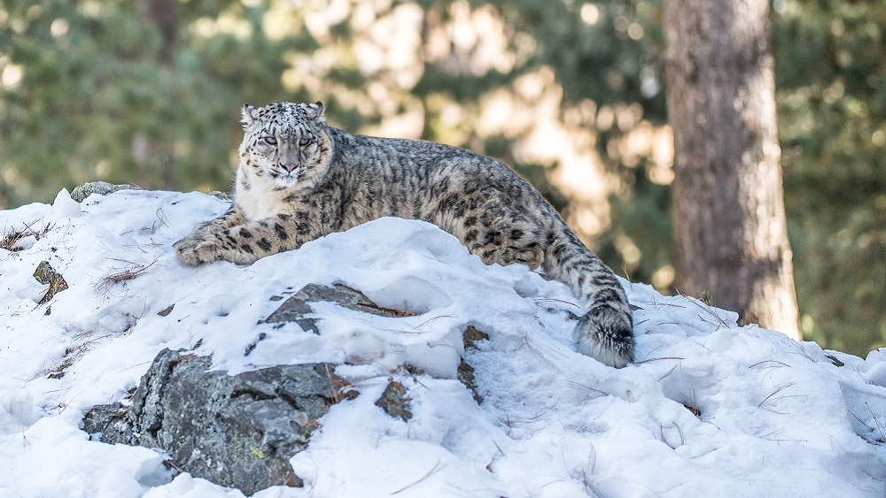 Rare Snow Leopard Found Dead in Chitral
