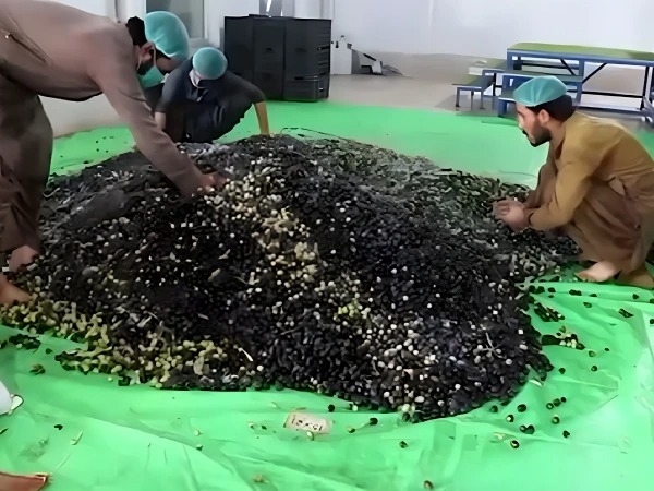 Loralai Olive Oil Wins Silver at Global Competition in New York