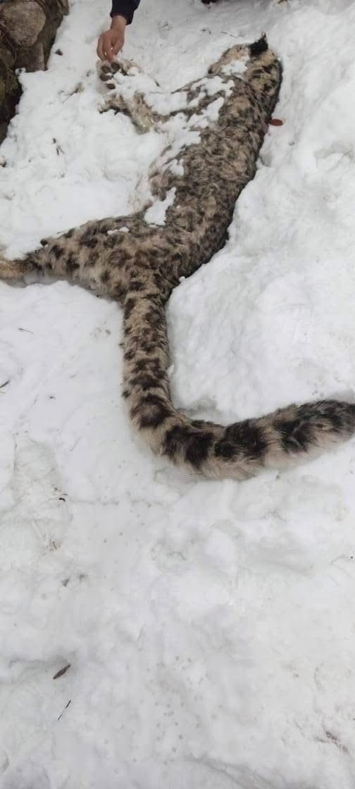 Snow Leopard Found Dead in Chitral