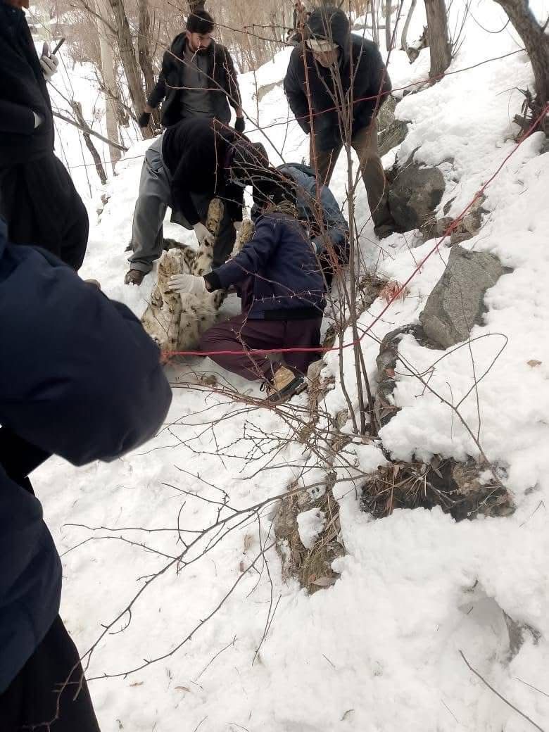 Snow Leopard Found Dead in Chitral