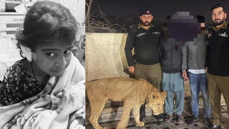 LAHORE – A terrifying incident unfolded in the Bheke Wal area of Iqbal Town on Thursday when a lion kept privately attacked an eight-year-old girl, leaving her with serious injuries.
