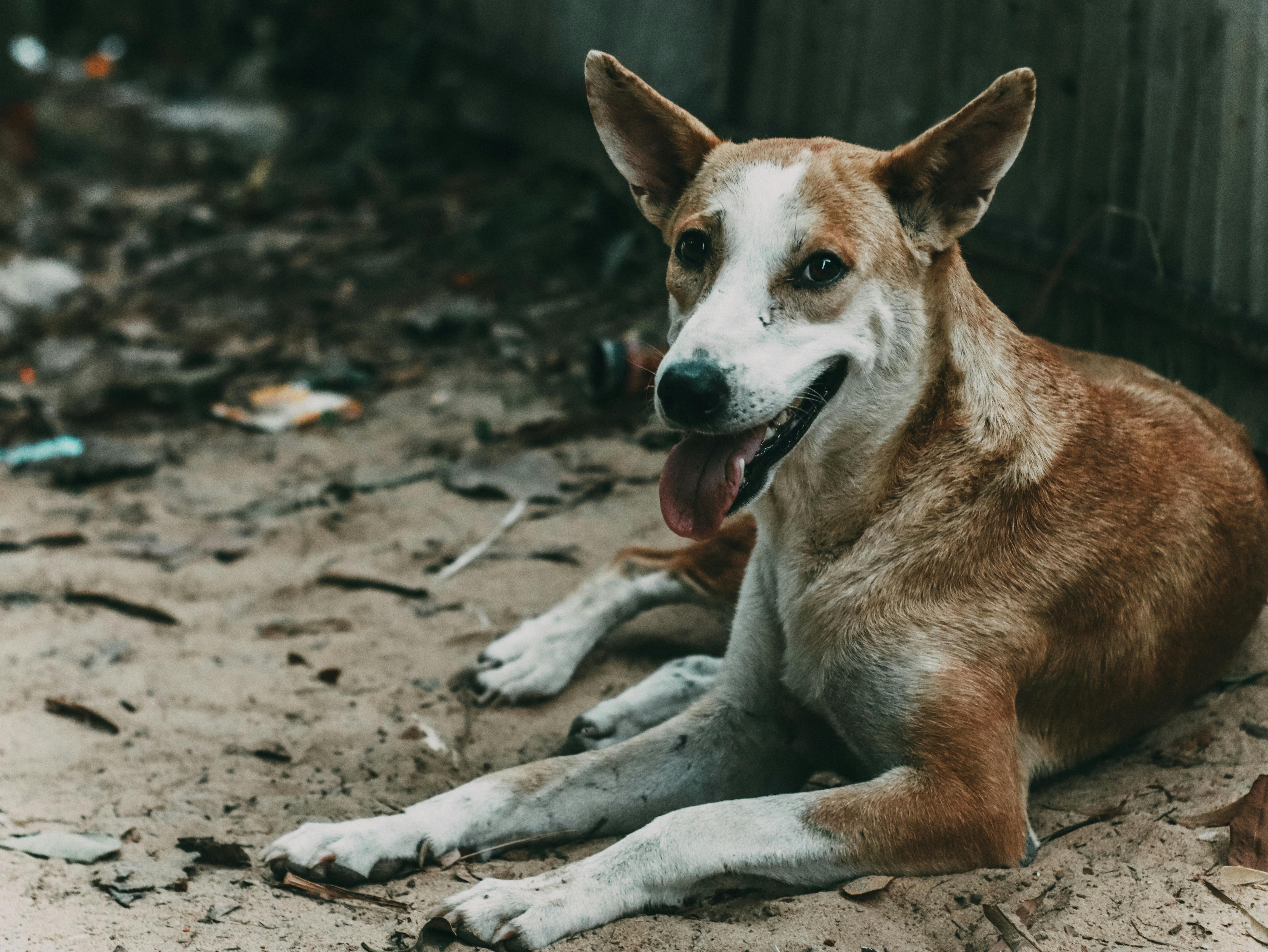 A close-up shot of a stray dog relaxing on sandy ground, embodying a peaceful moment.