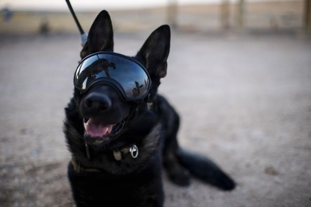 U.S. Army military working dog, Nick, of the 1st Battalion, 5th Infantry Regiment, 1st Brigade Combat Team, 25th Infantry Division, poses for a photo at Al Asad Air Base, Iraq, May 29, 2020. (Photo Credit: U.S. Army photo by Spc. Derek Mustard)