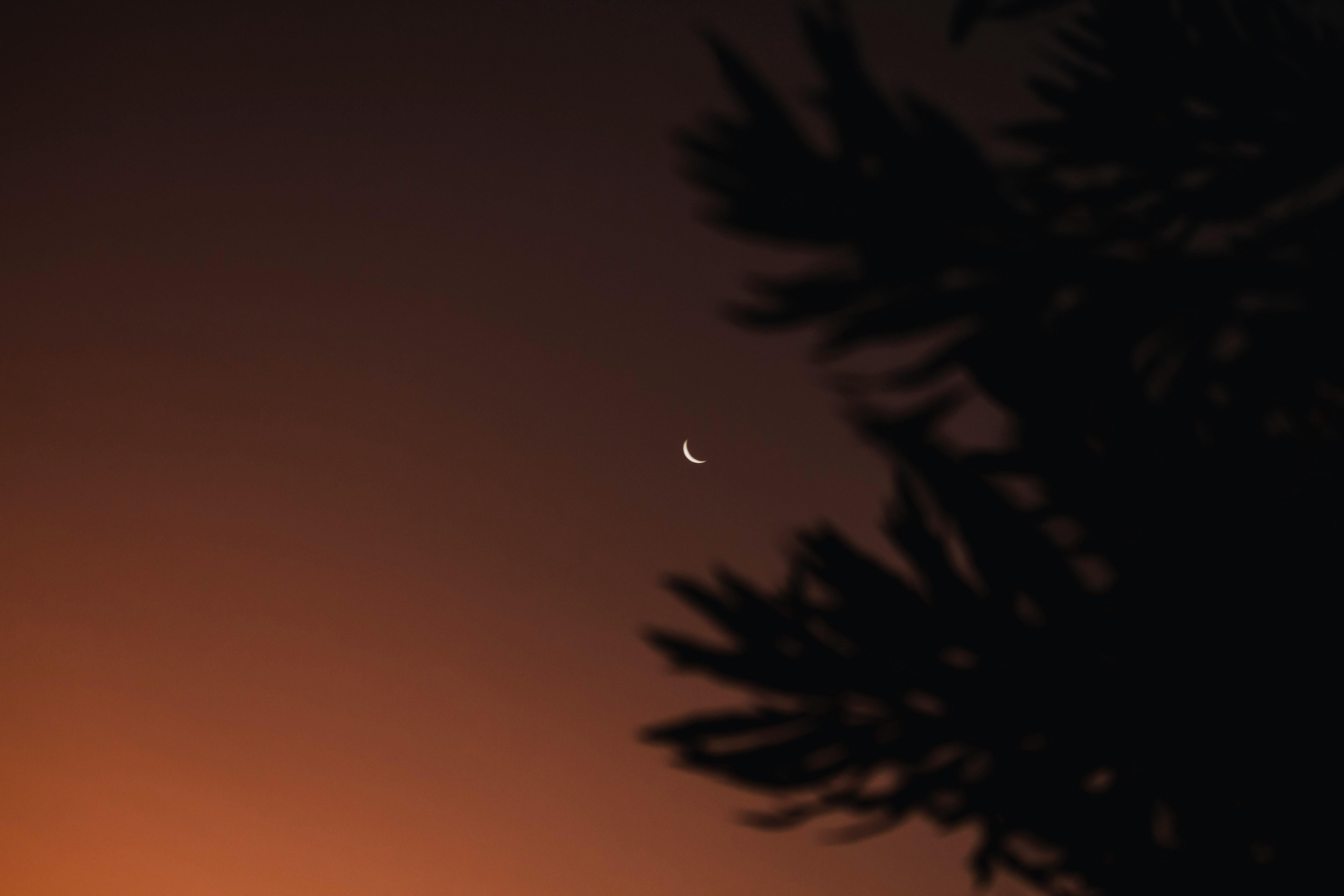 A peaceful crescent moon surrounded by silhouetted branches against a twilight sky, capturing a tranquil moment.