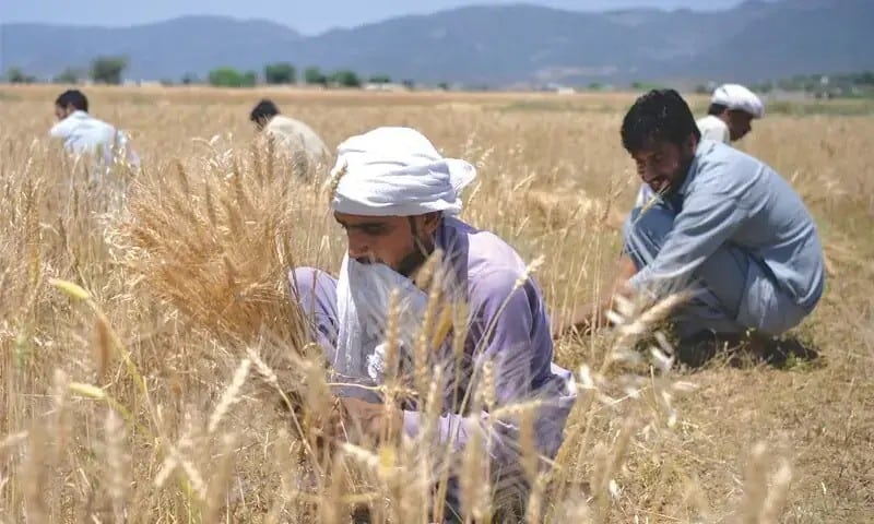 The government gave great good news to farmers regarding wheat