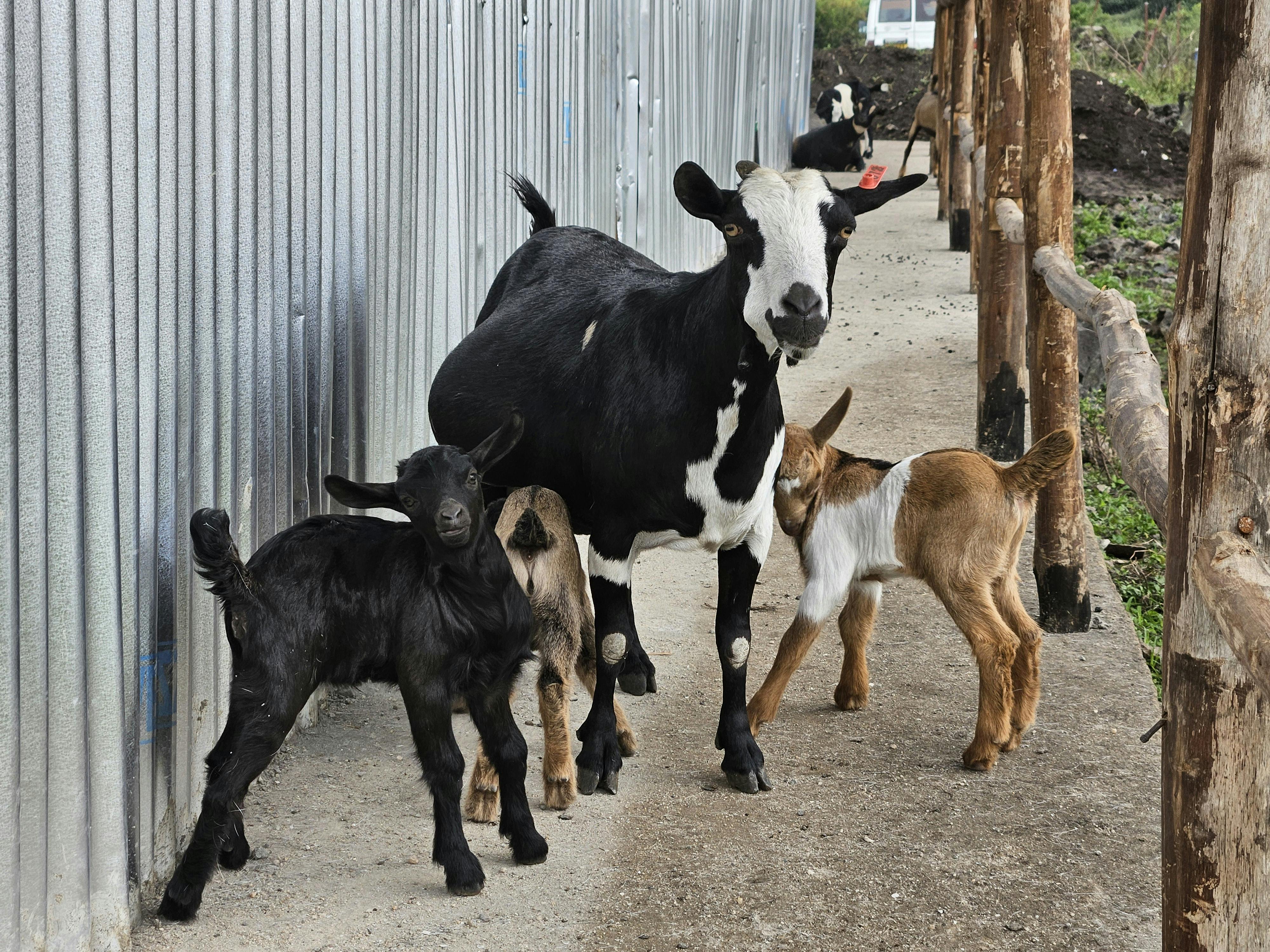 A goat family with kids walking along a farm path, beside a corrugated metal building.