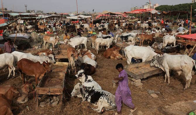 Eid al-Adha: Islamabad Increases Security at Cattle Markets
