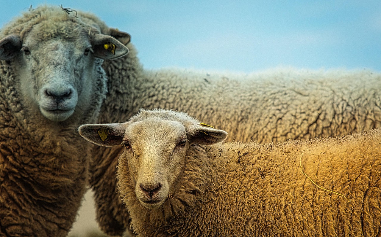 sheep, animals, livestock, nature, species, mammal, herbivore, aries