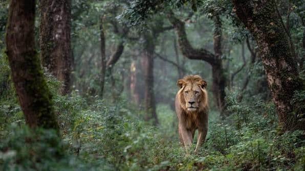 Lion Kills 11-Year-Old Boy in India