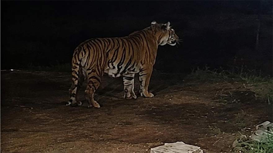 Bengal