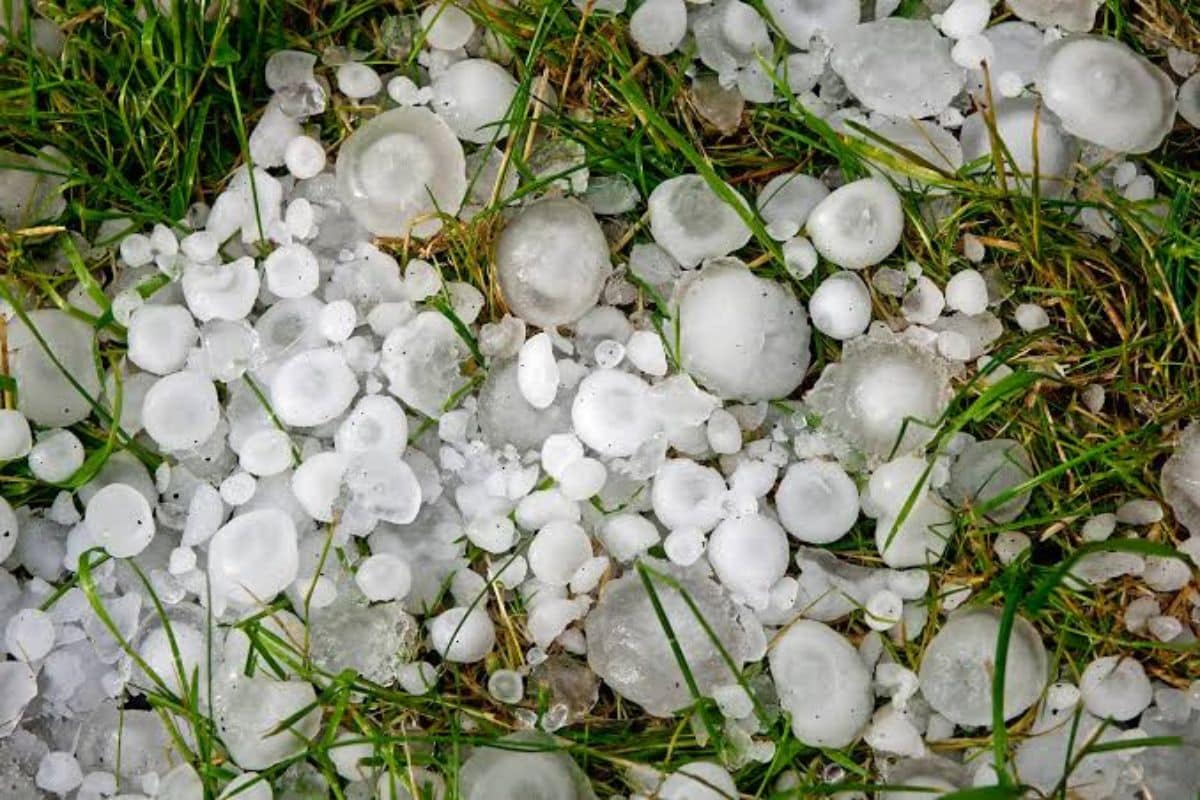 Loralai Severe Hailstorm Destroys Standing Crops, Farmers Seek Emergency Relief